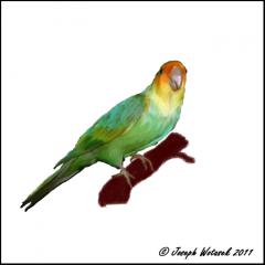 Image of Carolina parakeet.