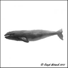 Image of North Atlantic gray whale.