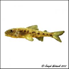 Image of Trout-perch.