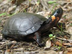 Image of The bog turtle is the smallest turtle in North America, reaching only 4 inches at maturity.