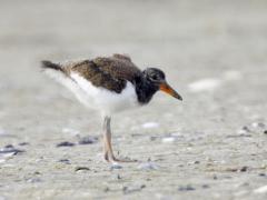 Image of An American oystercatcher chick.
