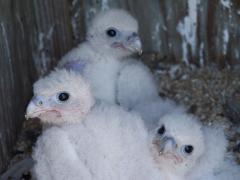 Image of Two week old peregrine nestlings at a nest site in Stone Habor, New Jersey.