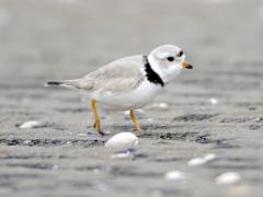 Image of A Piping plover.