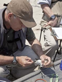 Image of Larry Niles reads the number on a red knot’s metal identification band.