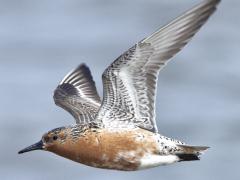 Image of Red knot in full breeding plumage on Delaware Bay.