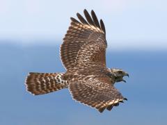 Image of A Red-shouldered hawk in flight.