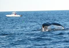 Image of A Humpback Whale begins its dive down from the surface.