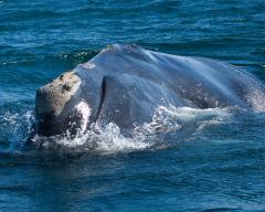 Image of A North Atlantic right whale. One of only four hundred individuals in the entire world.