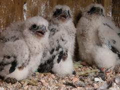 Image of Three peregrine falcons nestlings await being banded by biologists at Jersey City.