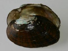 Image of The shell of a Triangle floater.
