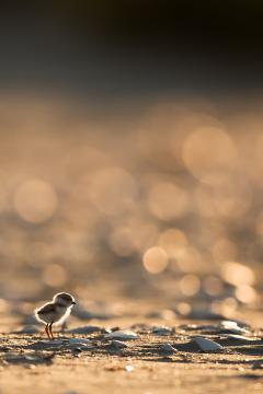 Image of A two day old piping plover.
