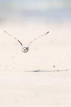 Image of Piping plover in flight.