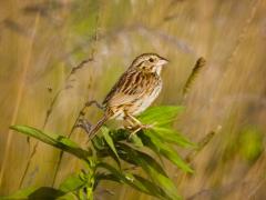Image of Henslow's sparrow.