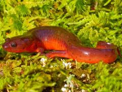 Image of Eastern mud salamander