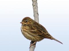 Image of Vesper sparrow.