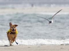 Image of A major threat to beach nesting birds during the summer are loose dogs. When birds are disturbed their young become vulerable to predation.