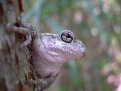 Image of Cope's gray treefrog