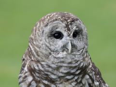 Image of Barred owl.