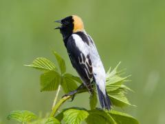 Image of A male Bobolink sings.