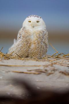Image of The irruption of snowy owls along the New Jersey shore in during the last two winters has been an amazing opportunity to see such a rare species. Albeit many have put their own self interests before that of the birds.