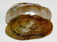 Image of Eastern lampmussel shell.