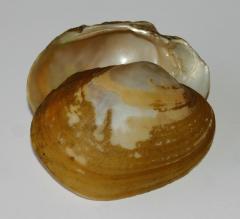 Image of Yellow lampmussel shell.