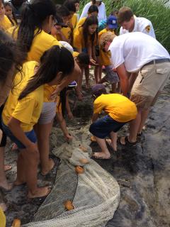 Image of WILDCHILD students investigate the marine life caught in their seine net along the shore of Barnegat Bay.