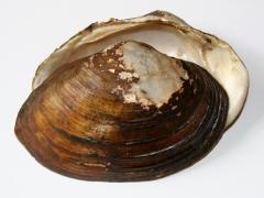 Image of Tidewater mucket shell.