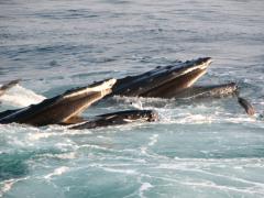 Image of Humpback whales feeding.