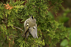 Image of Golden-crowned kinglet, by youth second place winner Kayleigh Young.