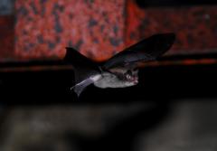 Image of Big Brown bat in flight. (c) Blaine Rothauser 