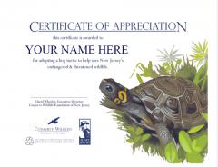Image of Adopt A Species Certificate with Bog Turtle