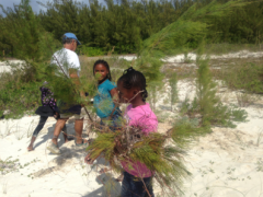Image of Shorebird Sister School Network Students from Amy Roberts Primary School removing invasive Australian Pine (Casuarina) on Gillam Flats, Green Turtle Cay, Abaco, The Bahamas.