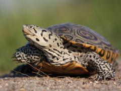 Image of An adult female terrapin.