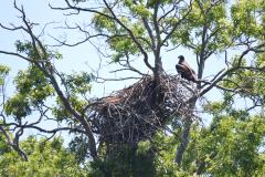 Image of Mercer nest 7/1/19