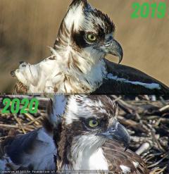 Image of A comparison of 2019-2020 females. 