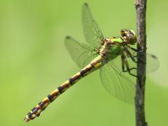 Image of A brook snaketail dragonfly.
