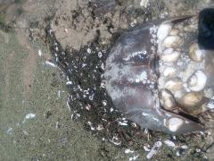 Image of Horseshoe crab and eggs @L. Smith