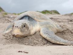 Image of A Kemp's Ridley sea turtle on a beach in the Gulf of Mexico.