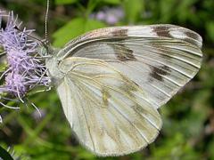 Image of Checkered white butterfly.