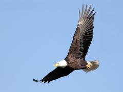 Image of An adult Bald Eagle.