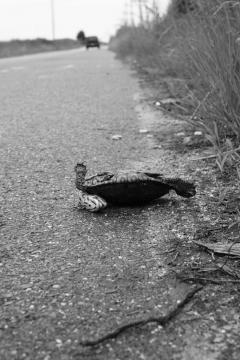 Image of A female terrapin that was killed by a motor vehicle along Great Bay Boulevard in New Jersey.