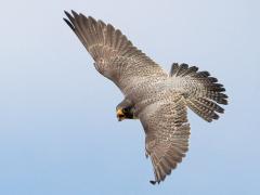 Image of A female peregrine falcon. Photo courtesy of Kim Steininger.
