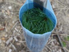 Image of A white pine seedling is protected by a tree tube which also helps boost photosynthesis.