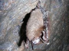 Image of Little brown bat with white-nose syndrome in Greeley Mine, Vermont, March 26, 2009.