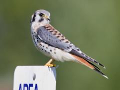 Image of The kestrel is the most common falcon in North America. In New Jersey, habitat loss and fragmentation threaten their survival.