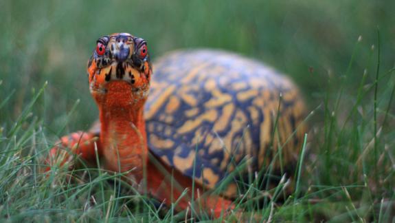 Image of Eastern box turtles are common backyard visitors in New Jersey though habitat destruction and illegal collecting are causing the population to decline.