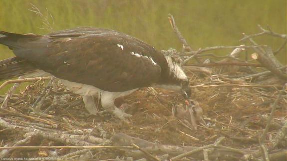 Image of The third chick must have hatched late last night. Here is the female now feeding three healthy chicks this morning!