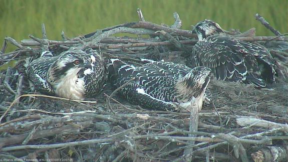 Image of The three six week old nestings at Edwin B. Forsythe NWR in Oceanville.