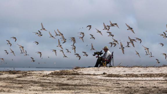 Image of Using a telescope, scientists and birdwatchers can read the identification flags on shorebirds to calculate resighting ratios each year. This helps them understand different species’ migratory patterns and survival rates.